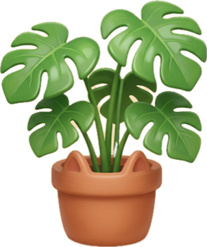 Monstera plant